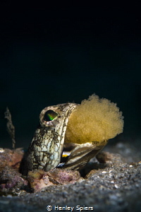 Dusky Jawfish Egg Shuffle by Henley Spiers 